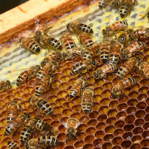 Bee keeping Wire Mesh